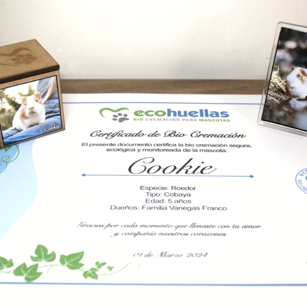 Paquete Premium Mini