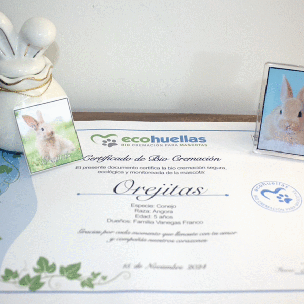 Paquete Premium Conejo