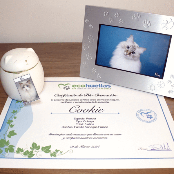 Paquete Premium Gato Blanco