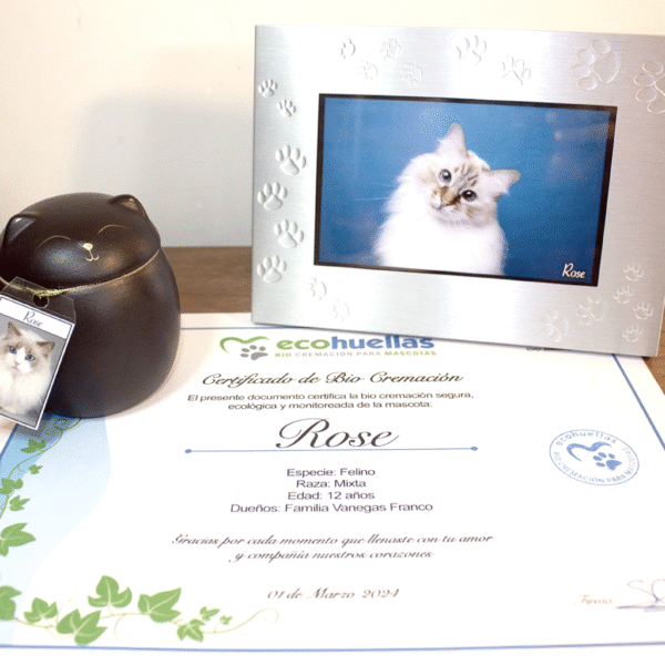 Paquete Premium gato negro