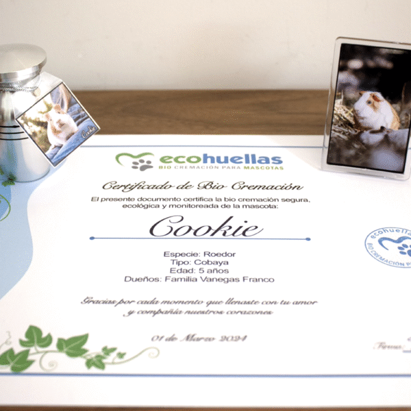 Paquete Premium mini 2