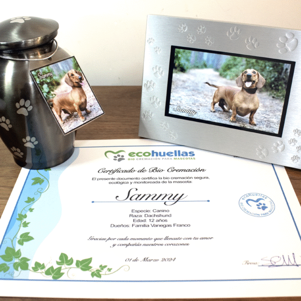 Paquete Premium Urna